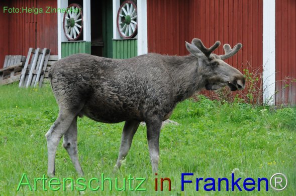 Copyright AiF - Helga Zinnecker Bild zum Eintrag (78248-160)