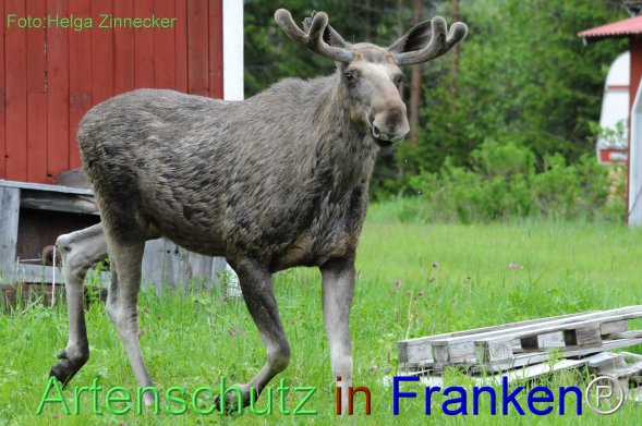 Copyright AiF - Helga Zinnecker Bild zum Eintrag (78250-160)