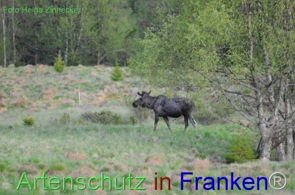 Copyright AiF - Helga Zinnecker Bild zum Eintrag (78251-160)