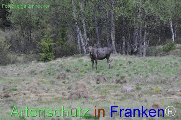 Copyright AiF - Helga Zinnecker Bild zum Eintrag (78252-160)