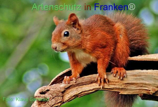 Copyright AiF - Klaus Sanwald Bild zum Eintrag (78280-160)