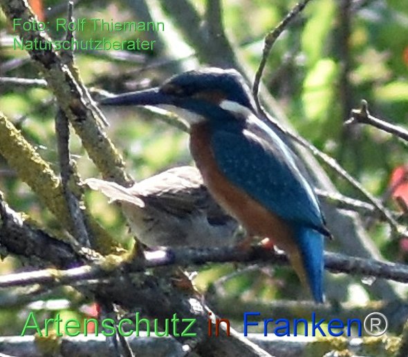 Copyright AiF Rolf Thiemann Bild zum Eintrag (78302-160)