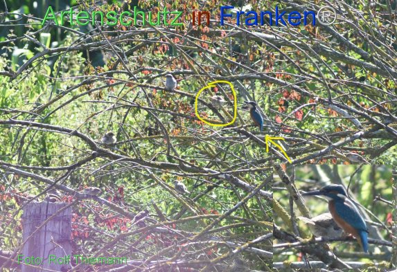 Copyright AiF Rolf Thiemann Bild zum Eintrag (78304-160)