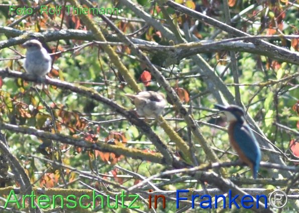 Copyright AiF-Rolf Thiemann Bild zum Eintrag (78305-160)