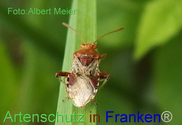 Copyright AiF - Albert Meier Bild zum Eintrag (78327-160)