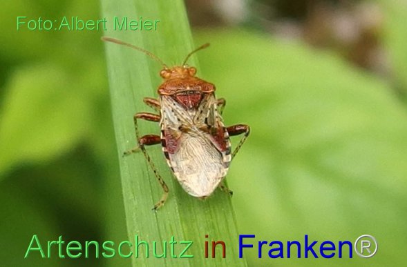 Copyright AiF - Albert Meier Bild zum Eintrag (78328-160)