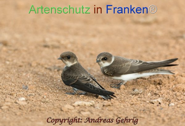 Copyright AiF Andreas Gehrig Bild zum Eintrag (78336-160)