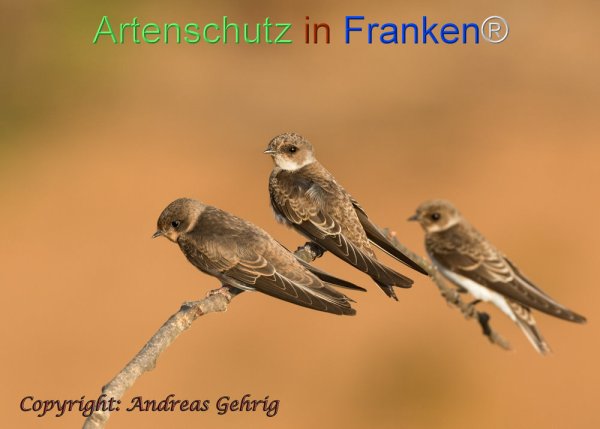 Copyright AiF Andreas Gehrig Bild zum Eintrag (78337-160)
