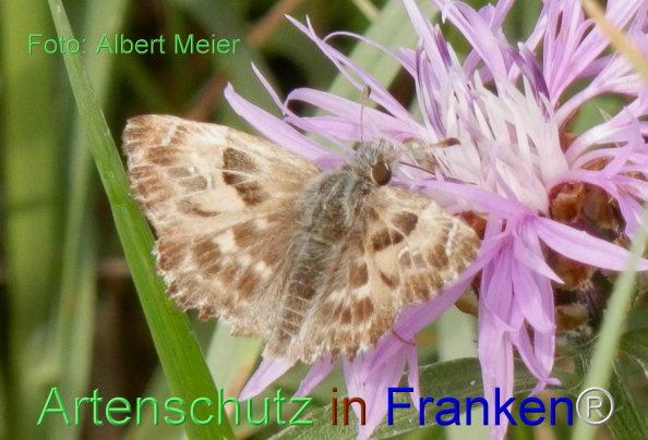 Copyright AiF - Albert Meier Bild zum Eintrag (78347-160)