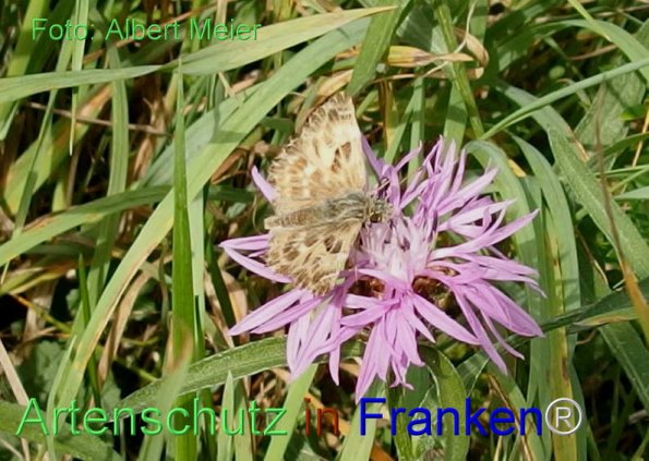 Copyright AiF - Albert Meier Bild zum Eintrag (78348-160)