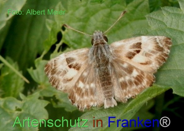 Copyright AiF - Albert Meier Bild zum Eintrag (78349-160)