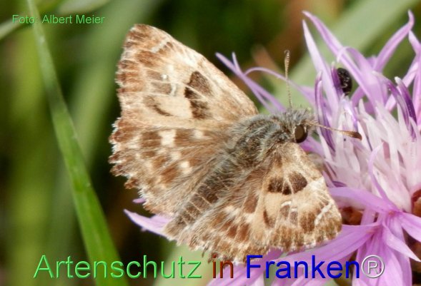 Copyright AiF - Albert Meier Bild zum Eintrag (78350-160)