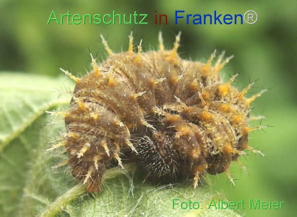 Copyright AiF - Albert Meier Bild zum Eintrag (78397-160)