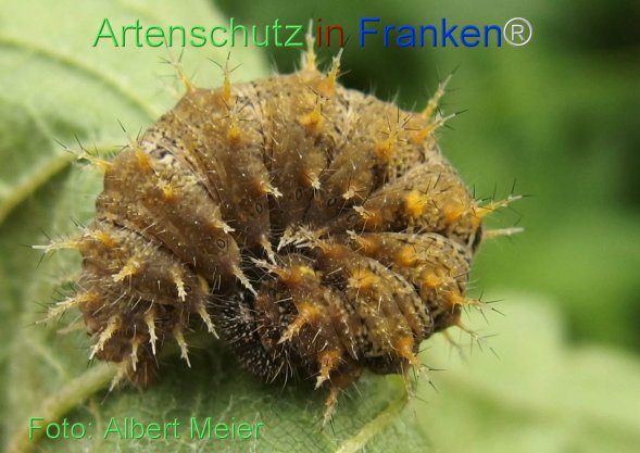 Copyright AiF - Albert Meier Bild zum Eintrag (78398-160)