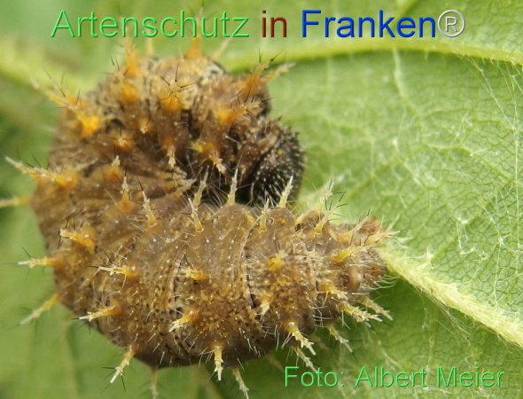Copyright AiF - Albert Meier Bild zum Eintrag (78399-160)