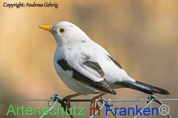 Copyright AiF Andreas Gehrig Bild zum Eintrag (78402-160)