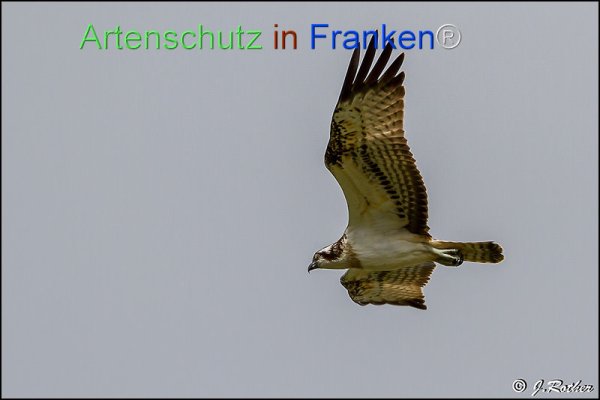 Copyright AiF Johannes Rother Bild zum Eintrag (78408-160)