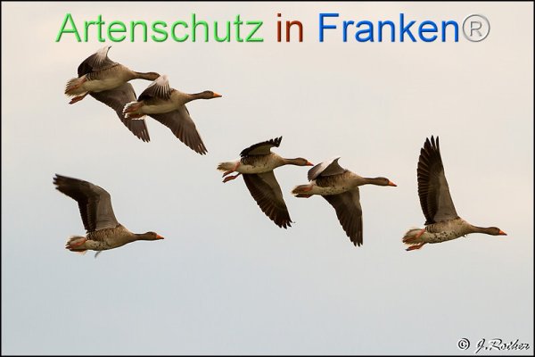 Copyright AiF Johannes Rother Bild zum Eintrag (78428-160)