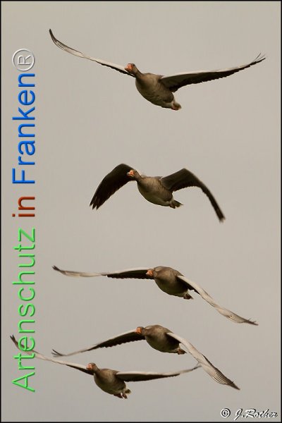 Copyright AiF Johannes Rother Bild zum Eintrag (78429-160)