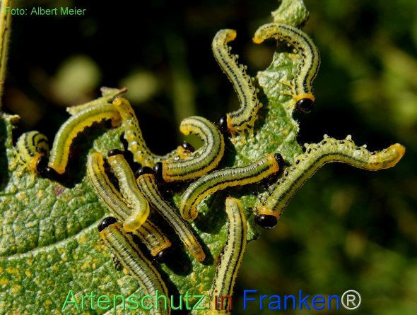 Copyright AiF - Albert Meier Bild zum Eintrag (78461-160)