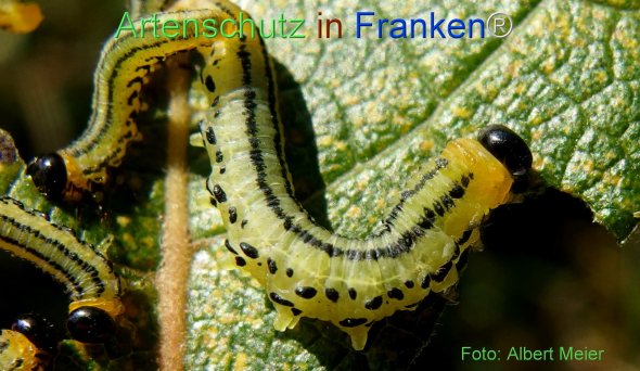 Copyright AiF - Albert Meier Bild zum Eintrag (78462-160)