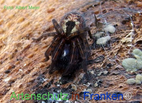 Copyright AiF - Albert Meier Bild zum Eintrag (78467-160)
