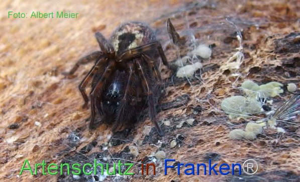 Copyright AiF - Albert Meier Bild zum Eintrag (78471-160)