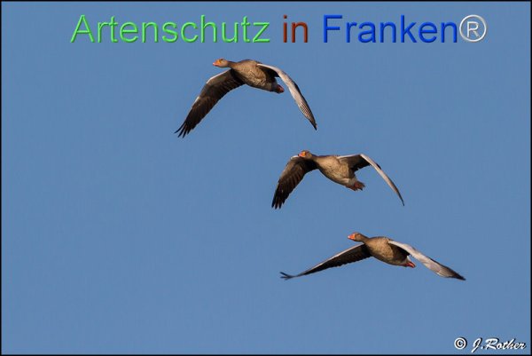 Copyright AiF Johannes Rother Bild zum Eintrag (78575-160)
