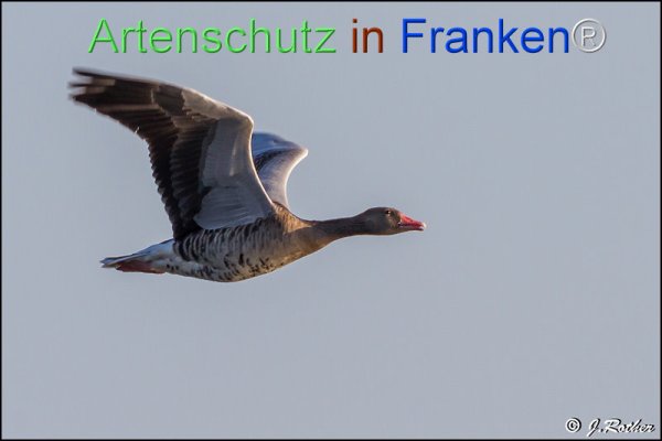 Copyright AiF Johannes Rother Bild zum Eintrag (78576-160)