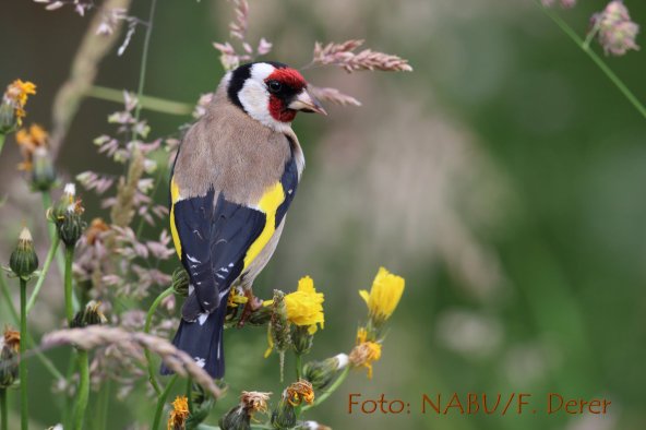 Copyright AiF - Foto:NABU/F.Derer Bild zum Eintrag (78582-160)