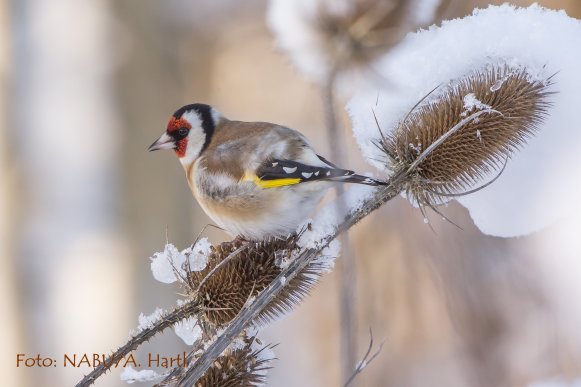 Copyright AiF NABU - Hartl Bild zum Eintrag (78584-160)