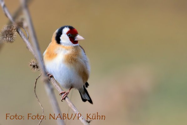 Copyright AiF - NABU Kühn Bild zum Eintrag (78585-160)