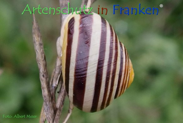 Copyright AiF - Albert Meier Bild zum Eintrag (78594-160)