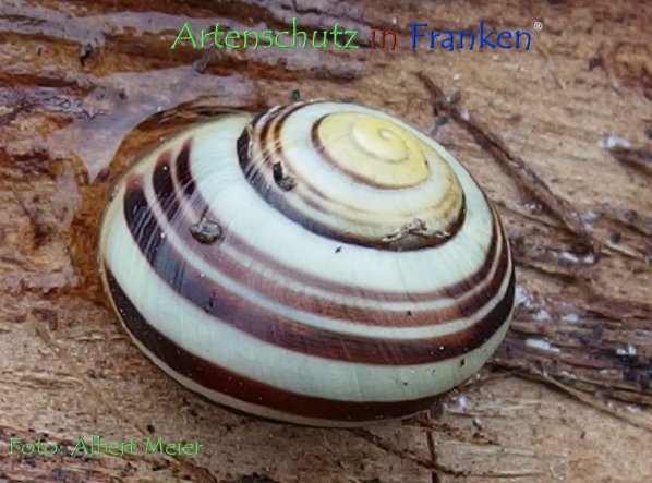 Copyright AiF - Albert Meier Bild zum Eintrag (78595-160)