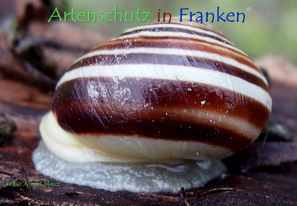 Copyright AiF - Albert Meier Bild zum Eintrag (78596-160)