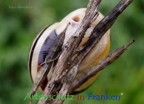 Copyright AiF - Albert Meier Bild zum Eintrag (78597-160)