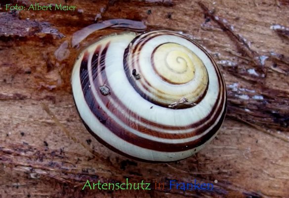 Copyright AiF - Albert Meier Bild zum Eintrag (78598-160)