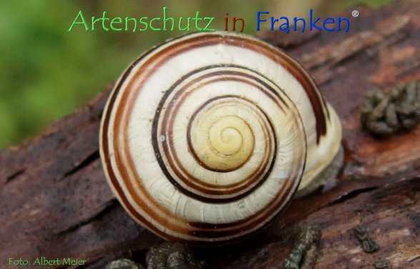 Copyright AiF - Albert Meier Bild zum Eintrag (78599-160)