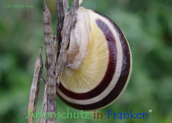 Copyright AiF - Albert Meier Bild zum Eintrag (78600-160)