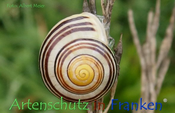 Copyright AiF - Albert Meier Bild zum Eintrag (78601-160)