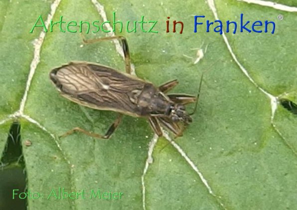Copyright AiF - Albert Meier Bild zum Eintrag (78608-160)