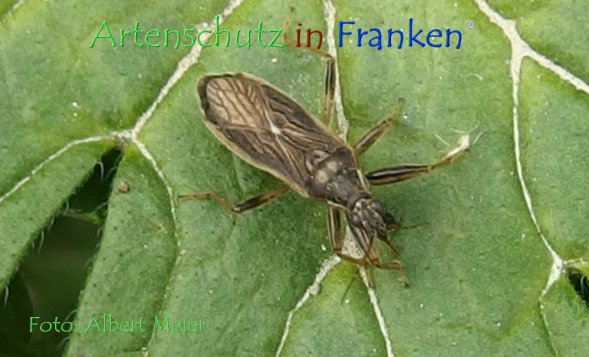 Copyright AiF - Albert Meier Bild zum Eintrag (78609-160)