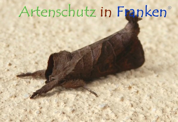Copyright AiF - Albert Meier Bild zum Eintrag (78719-160)
