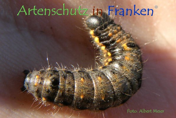 Copyright AiF - Albert Meier Bild zum Eintrag (78724-160)