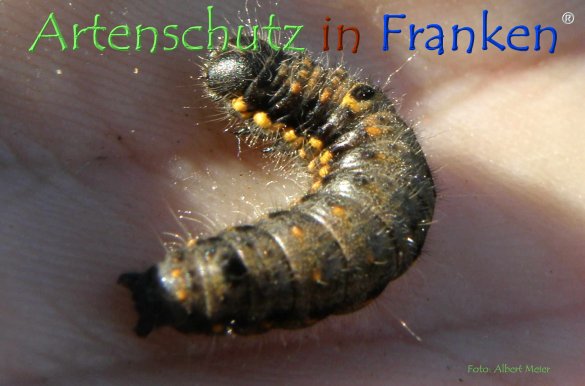 Copyright AiF - Albert Meier Bild zum Eintrag (78727-160)