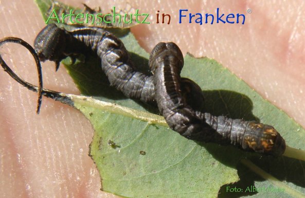 Copyright AiF - Albert Meier Bild zum Eintrag (78731-160)