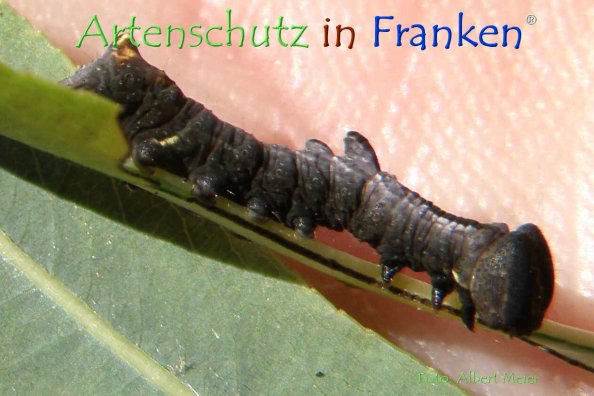 Copyright AiF - Albert Meier Bild zum Eintrag (78732-160)