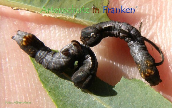 Copyright AiF - Albert Meier Bild zum Eintrag (78733-160)
