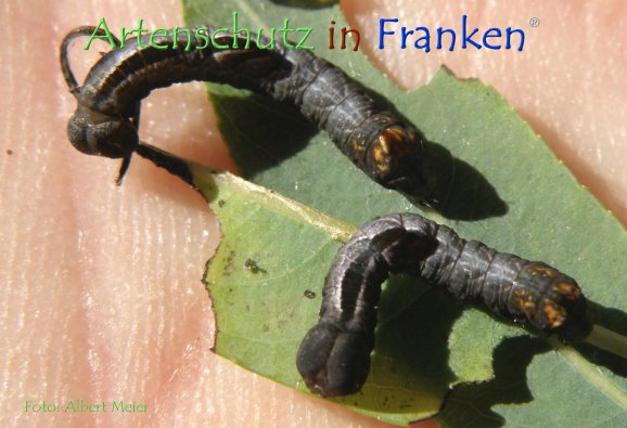 Copyright AiF - Albert Meier Bild zum Eintrag (78734-160)