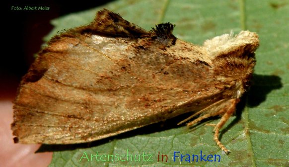 Copyright AiF - Albert Meier Bild zum Eintrag (78738-160)